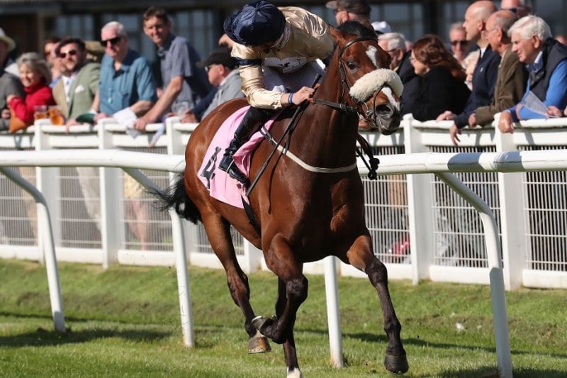 WILD HOPE Trained by Kevin Ryan for Hambleton Racing 