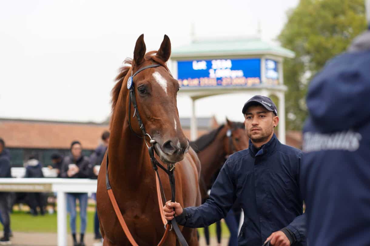 BRS Image 2 website Buy Racehorse Shares