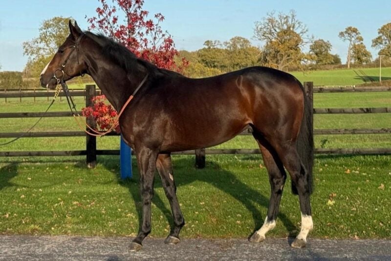 Mehmas Champion at Willow Farm.