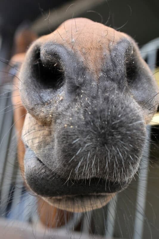 A close up shot of horse's nose