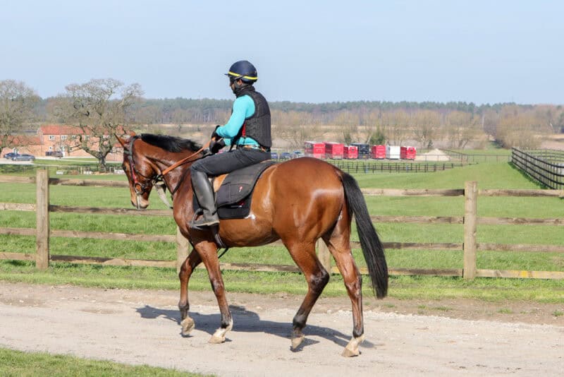 The racehorse Saxon Law walks back into Willow Farm Stables after exercise