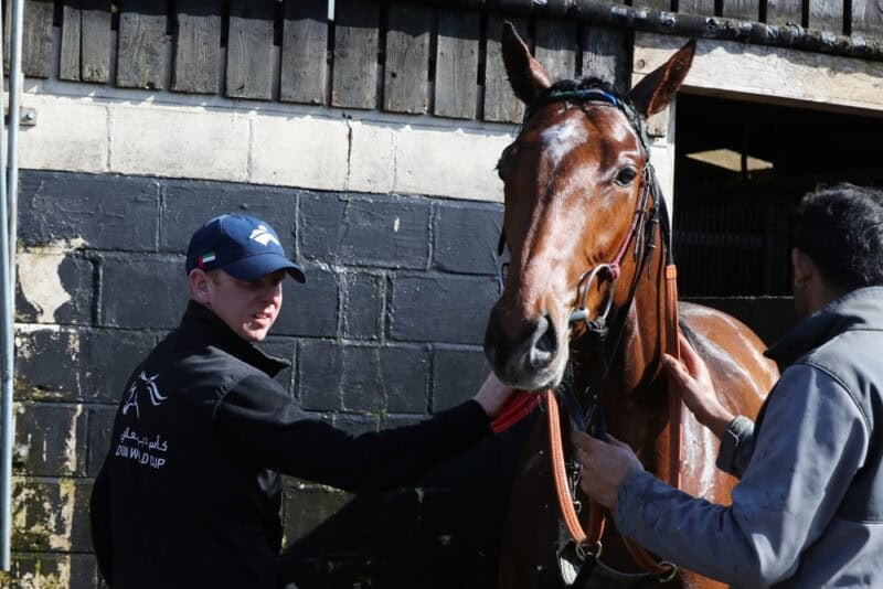 Saxon Law getting washed off by David O'Meara at his Willow Farm Stables