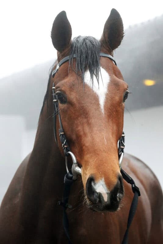 A close up photo of Hambleton Racing horse Dreamlighter on his naming day