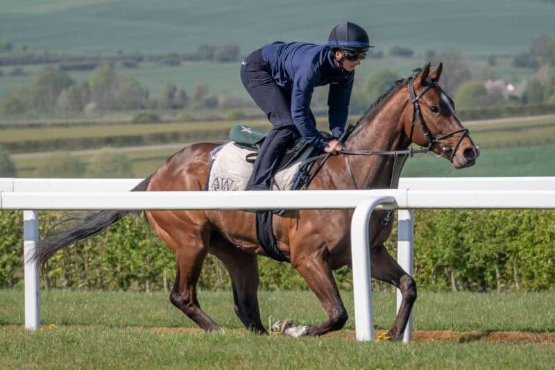 Racehorse Able Tasman exercises on the Lambourn Downs.