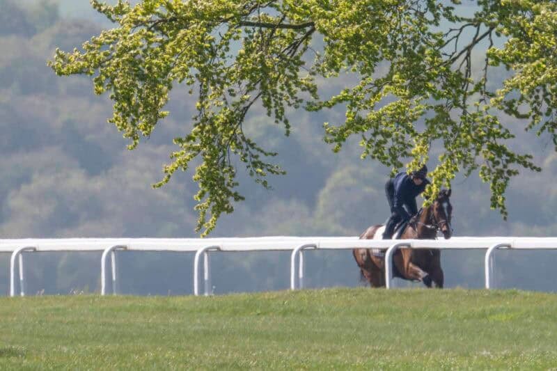 Racehorse exercising on the gallops in Lambourn.