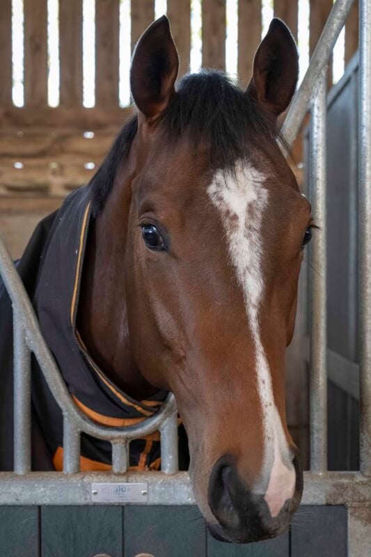 Close up headshot of racehorse Able Tasman.