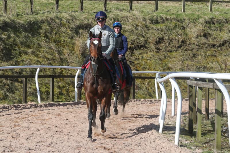 Hambleton Racing horse at a stable event for owners