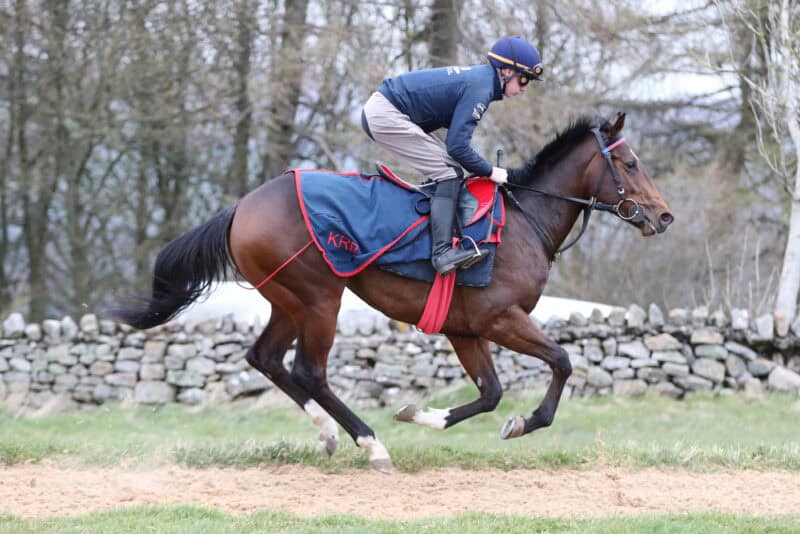 Vegasmile exercises on High Moor gallops in Middlleham