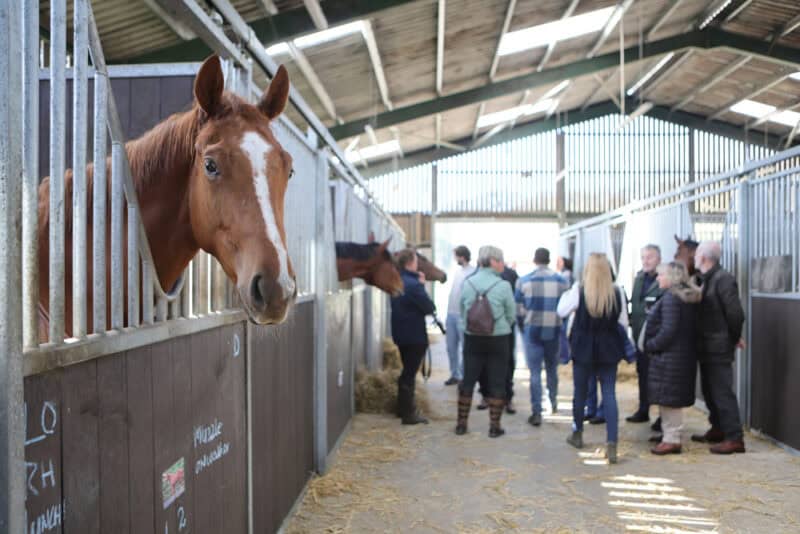 Hambleton Racing owners exploring David O'Meara's stables with horses in their stalls.
