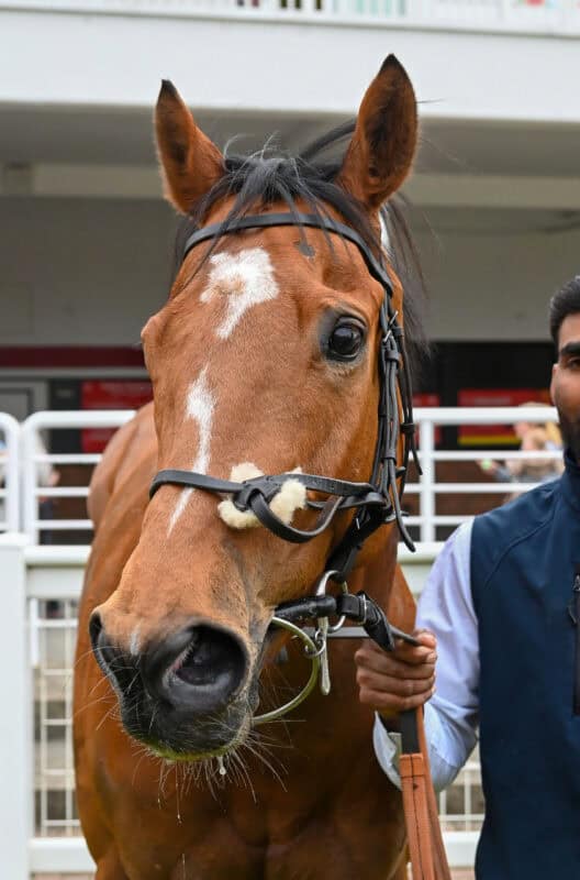 A winning racehorse poses for a picture