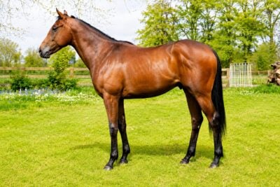 A conformation picture of a racehorse by Persian King