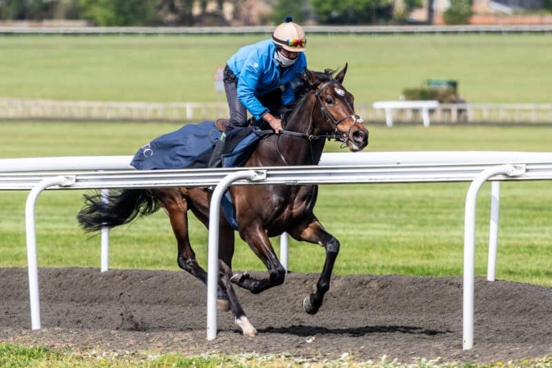 Hambleton Racing horse Revelio exercising on Warren Hill.