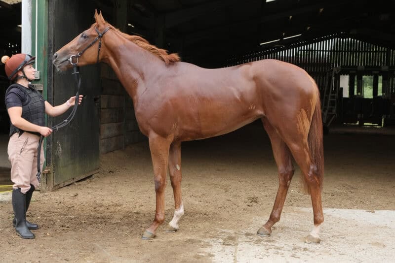 a conformation shot of a chestnnut racehorse named Pivotal Voyage