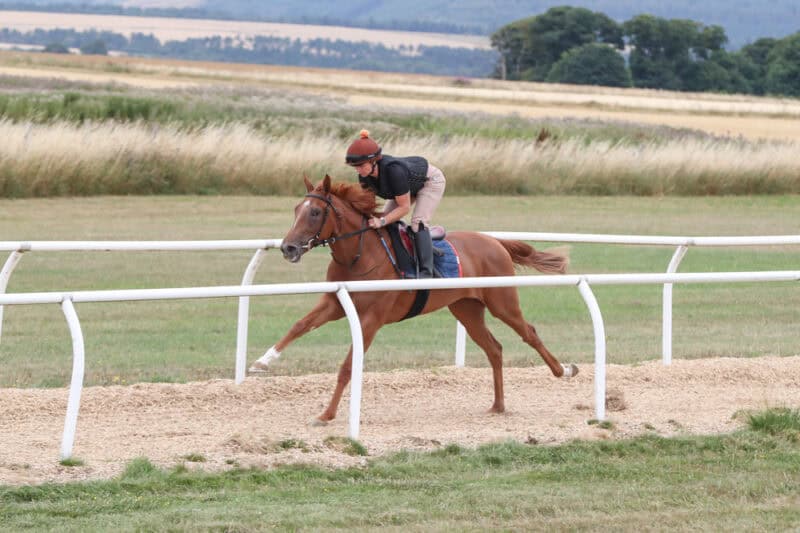 a chestnut filly named Pivotal Voyage on the gallops