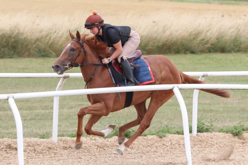 a chestnut racehorse on the gallops