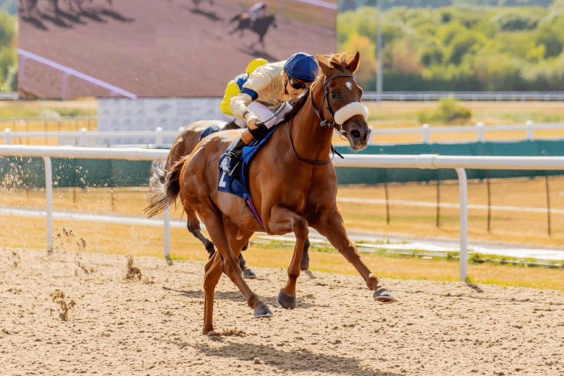 the racehorse American Style pulls clear of his rivals to win at Wolverhampton