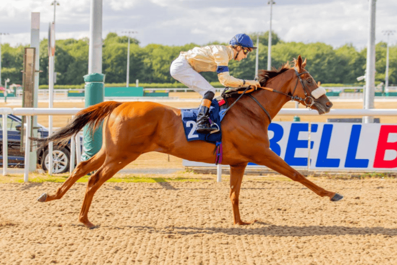 a chestnut racehorse American Style crosses the line to win at Wolverhampton