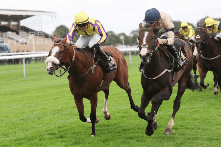 the racehorse Mehmas Champion battles it out to win at Haydock